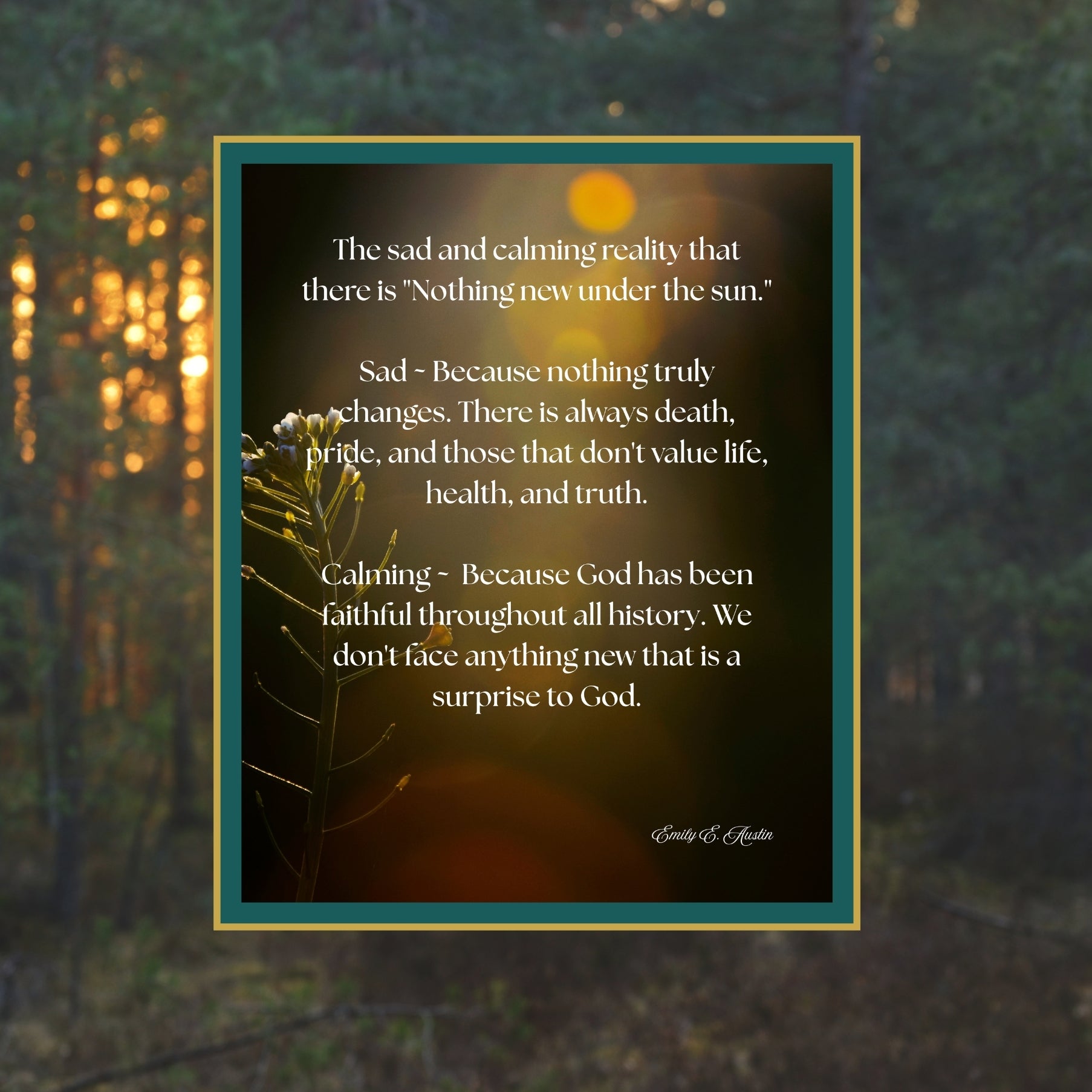 Nothing New Under the Sun Digital Download | Sunlit Wildflower Christian Art